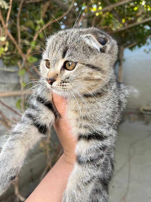 Вислаузхая кошка