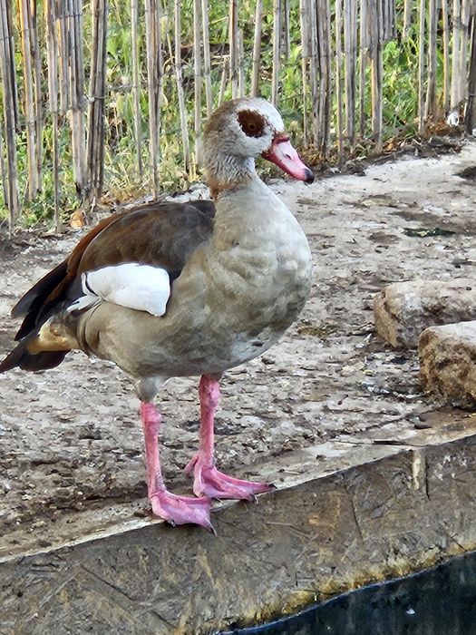 Vand sau schimb o pereche de Gâște egiptene/de nil