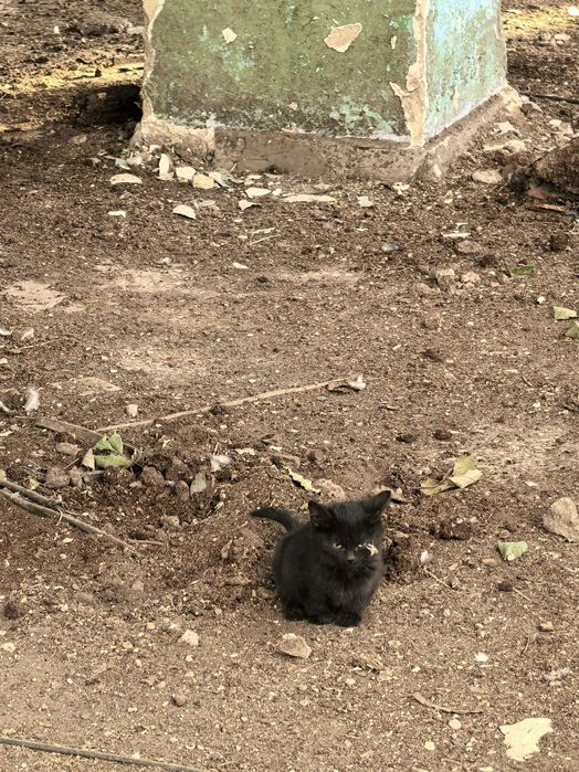 Котята и мама кошка ищут дом.