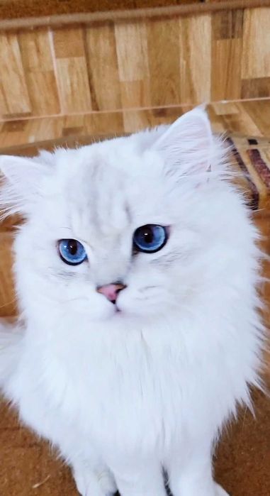 British longhair baiat superb cu ochii albastri intens