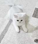 British shorthair chinchilla