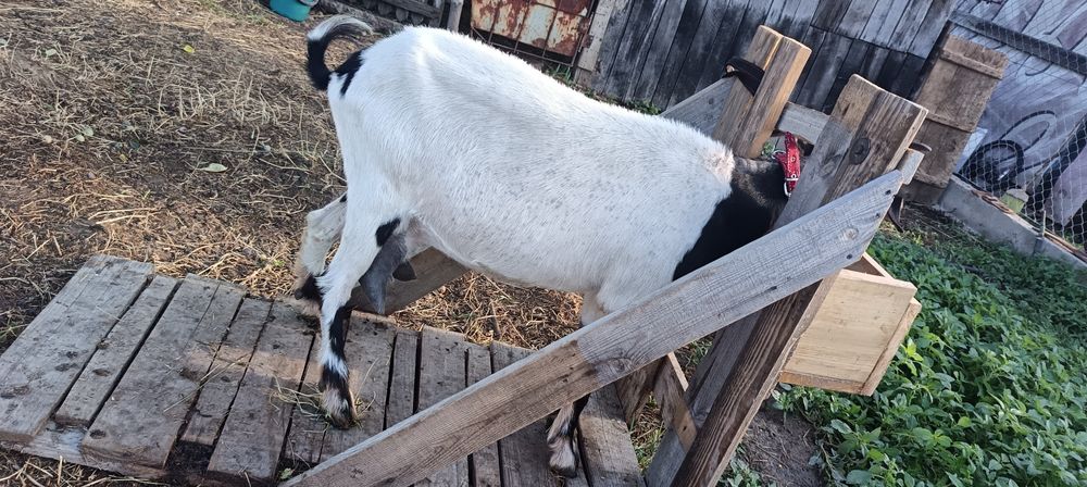 Vând capre bune de lapte