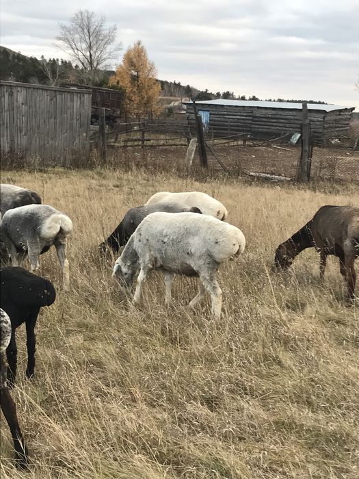 Продам овец гиссарской породы.