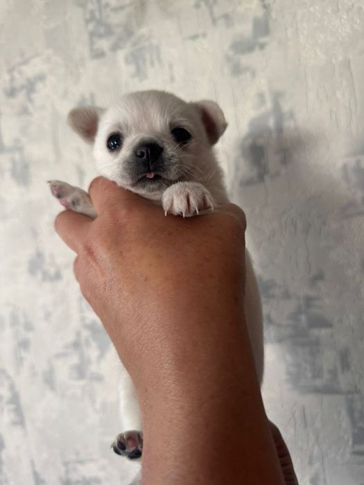 Щенки чихуахуа 2мес