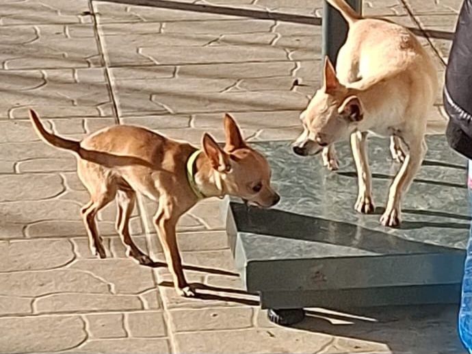 Пинчер чихуахуа м