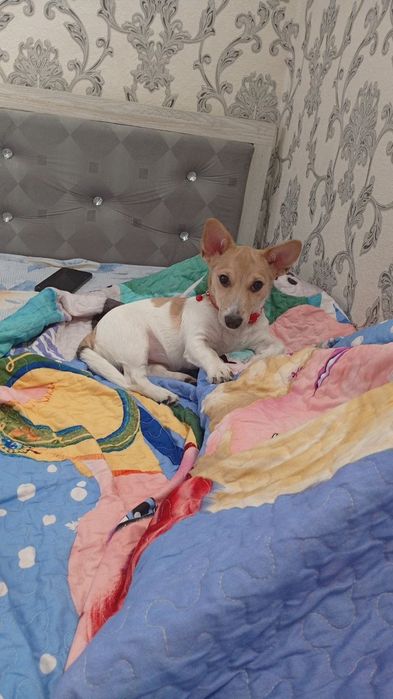 Продаём собаку (Джек-рассел-терьер)