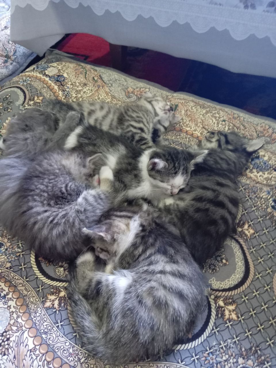 Кошки, мушукчалар