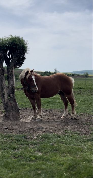 Manz de doi ani jumate