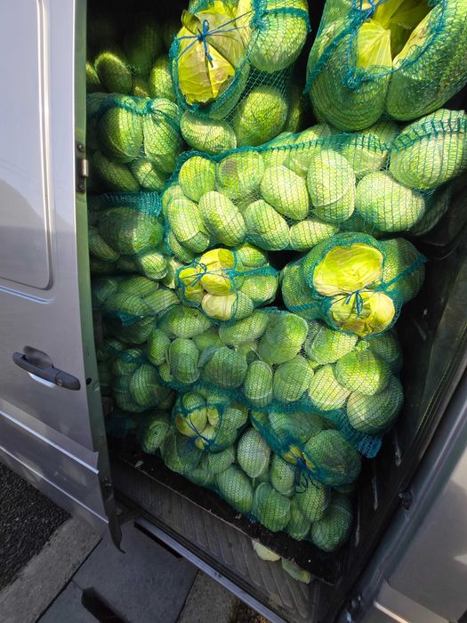 Varza plata de toamna