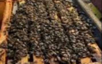 De vânzare familie/ roi albine