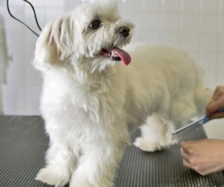 Tund catel sector 1, 5 și 6, frizerie canina /felina la domiciliu