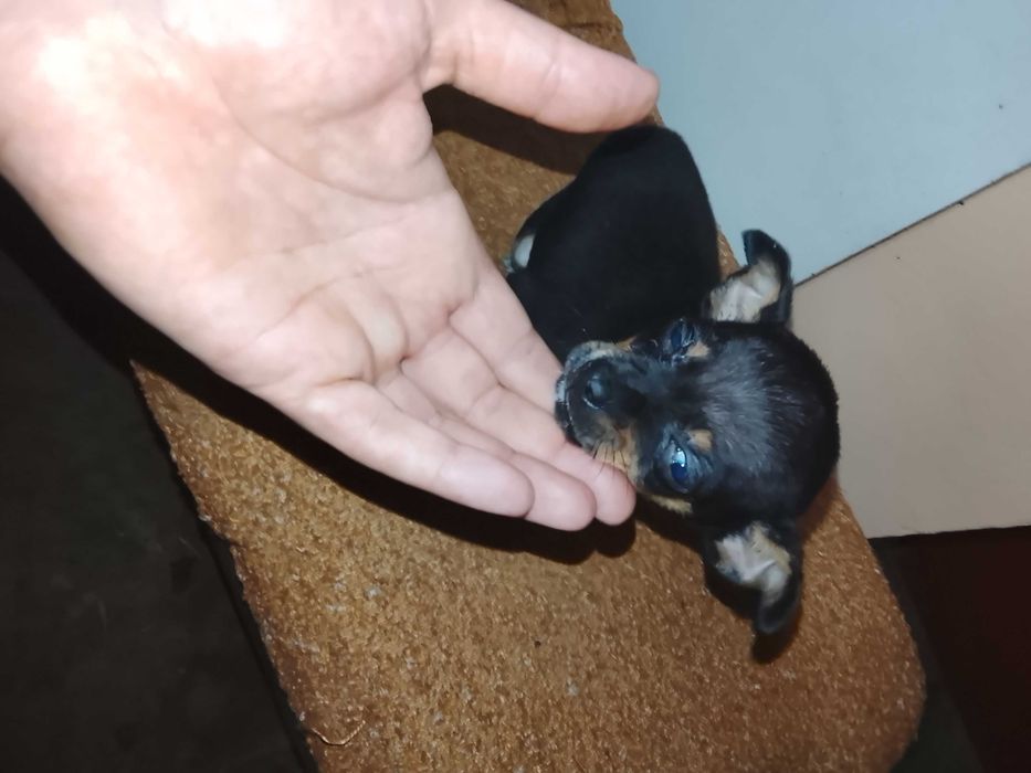 Здравейте, продавам тези две сладки пинчерчета