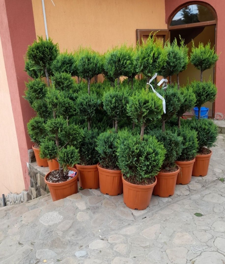 Tuia smarald columna, pon pom spirale pepeniera/ plante