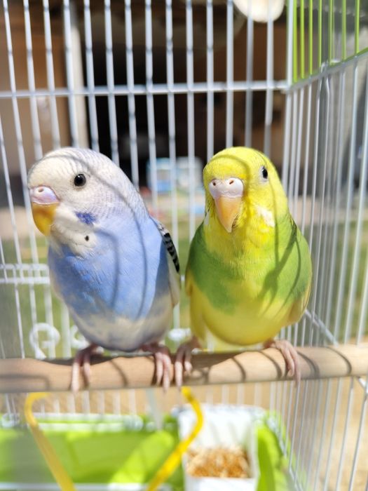 Попугай  комплект с  клеткой