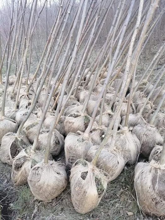 Здравейте предлагаме високо качествени дръвчета липа бреза Явор ясен