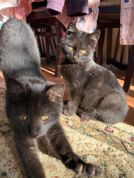 Милые котята,ищут добрых хозяев