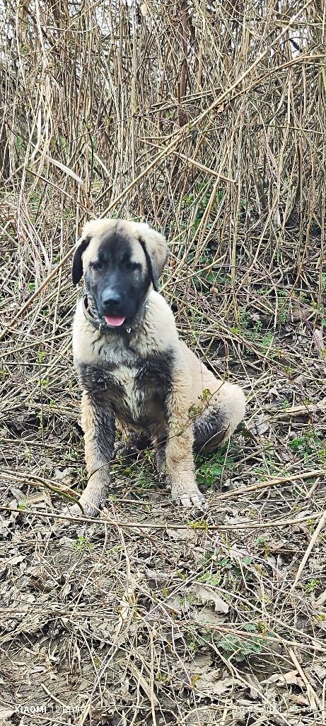 Kangal, mascul de 4 luni jumate.