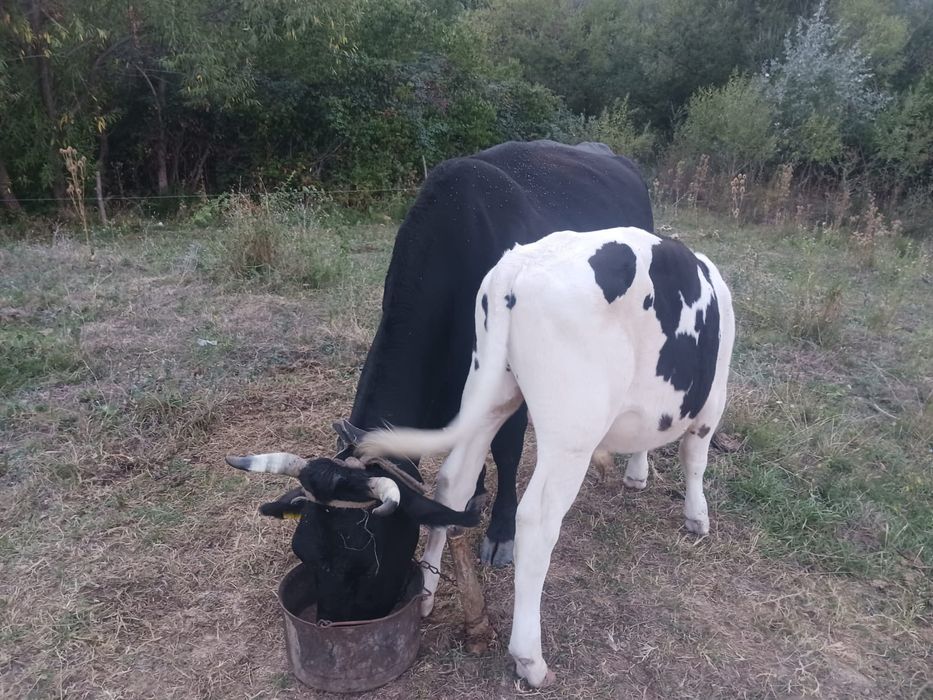 Vând vaca buna de lapte