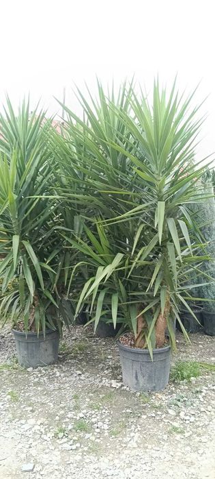 Gazon, conifere și plante ornamentale de top