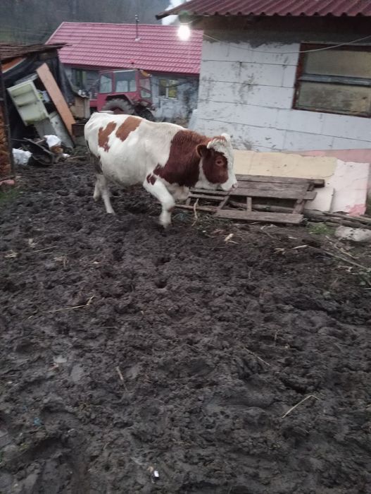 De vânzare taur vâstră 2 ani