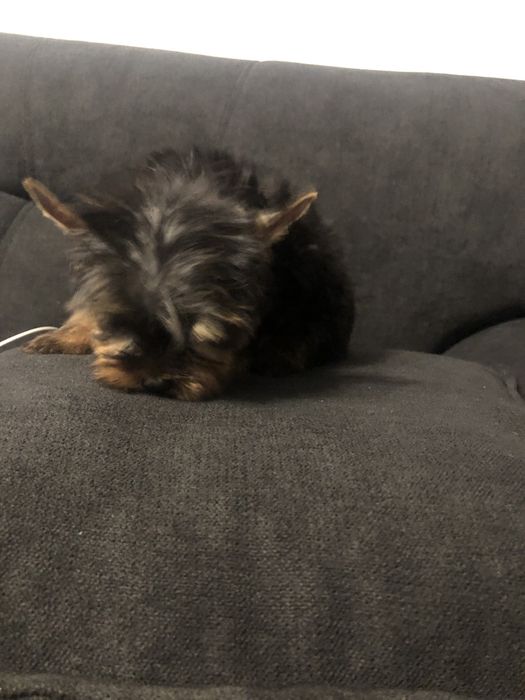 Femela yorkshire terrier toy