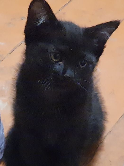 Котенок пантерного окраса ищет себе дом