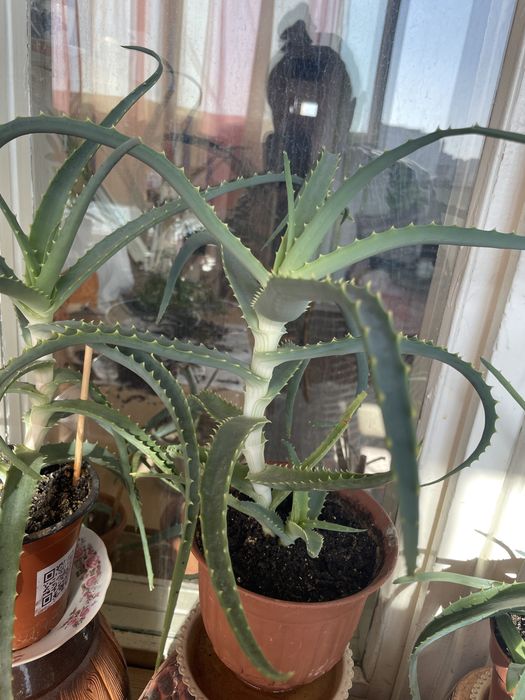 Алоэ столетник лечебный