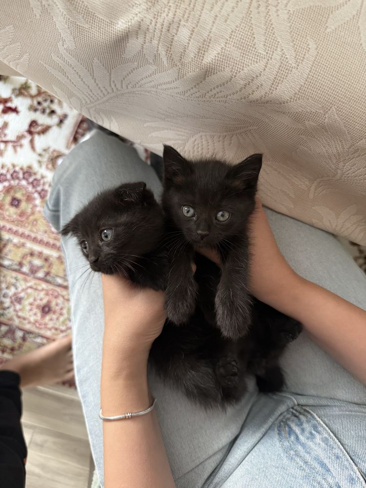 Отдам котят в добрые руки