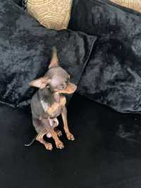chihuhua terrier mini