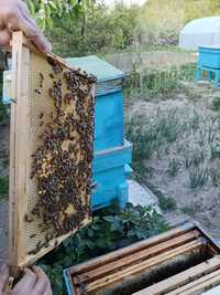 Vand 20 de familii de albine