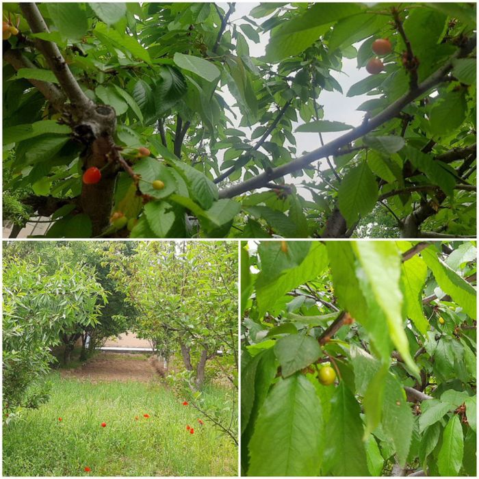 Янгийўлда арзон ҳовли сотилади !