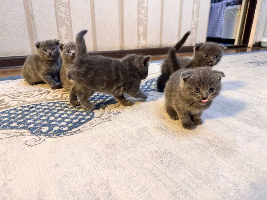 Scottish fold,strike