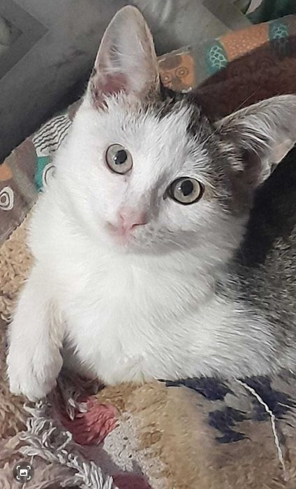 Котёнок даром в заботливые руки