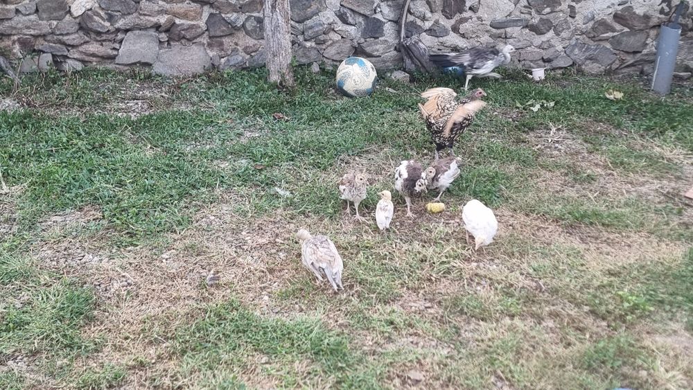 Vând Păuni diferite culori