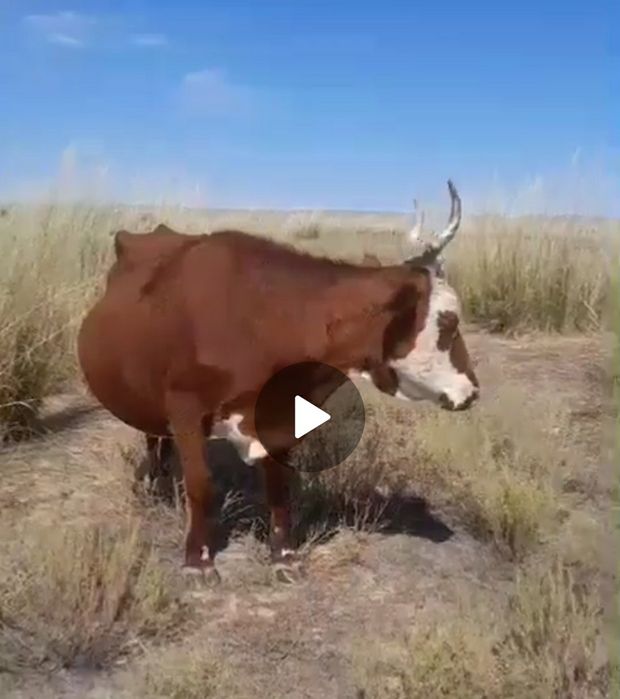 Продам корову 400.000тг