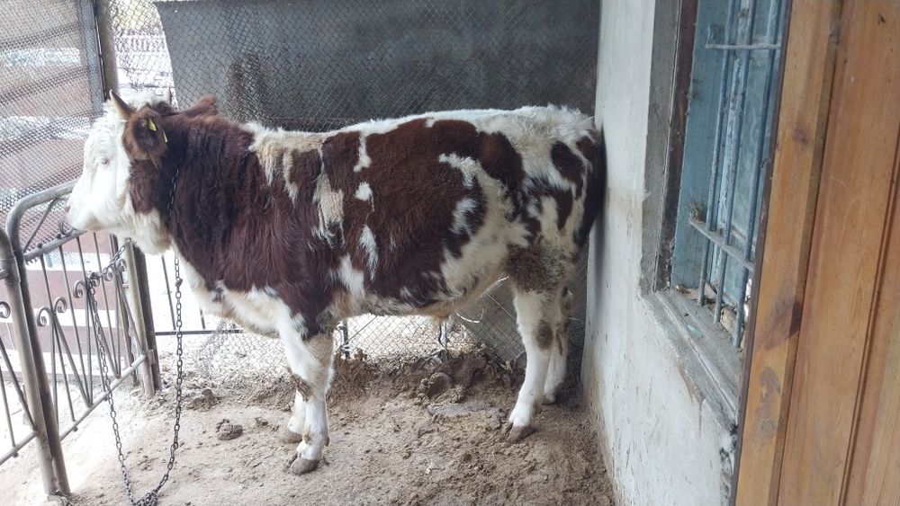 Два чёрных, один рижый