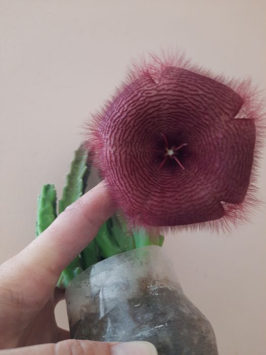 Цветок  красивый