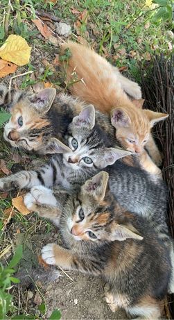 Adopție pui de pisica