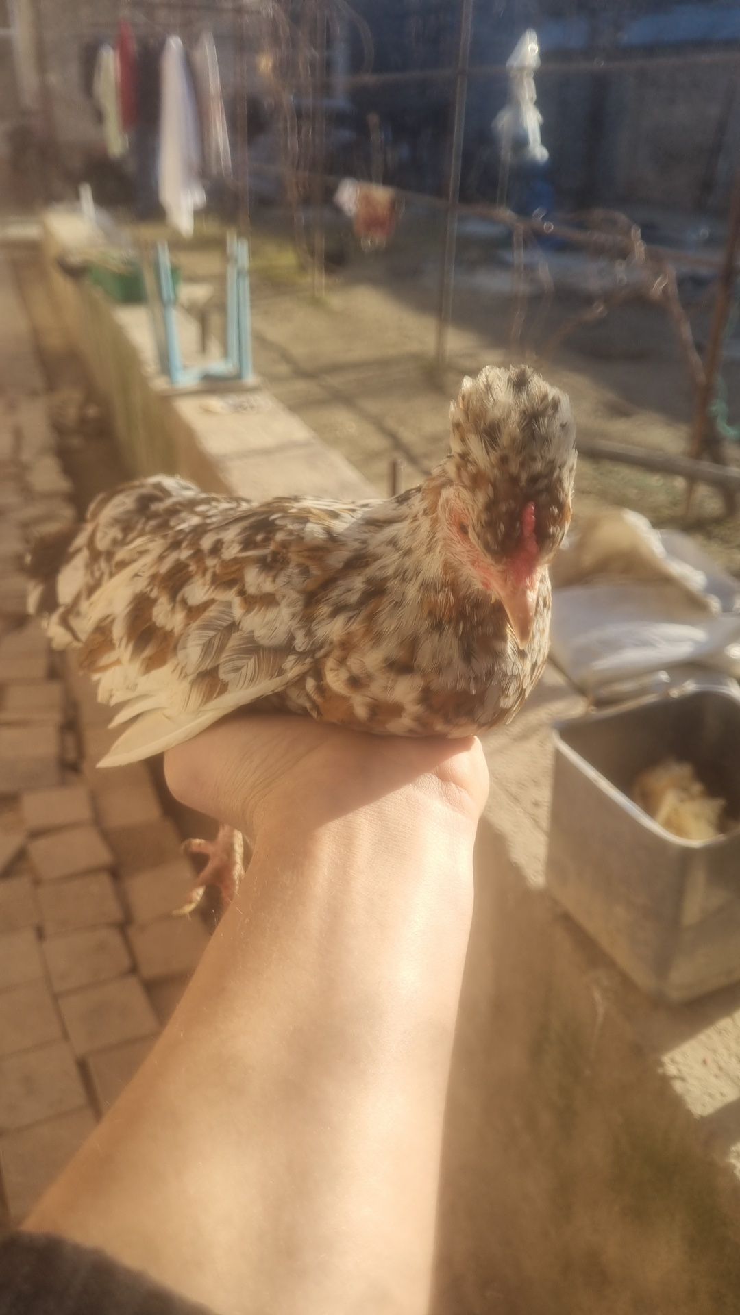 Yapon tovuq xoʻrozla sotiladi