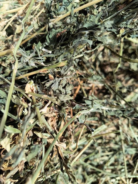 Бали чиста  люцерна. 2 откос