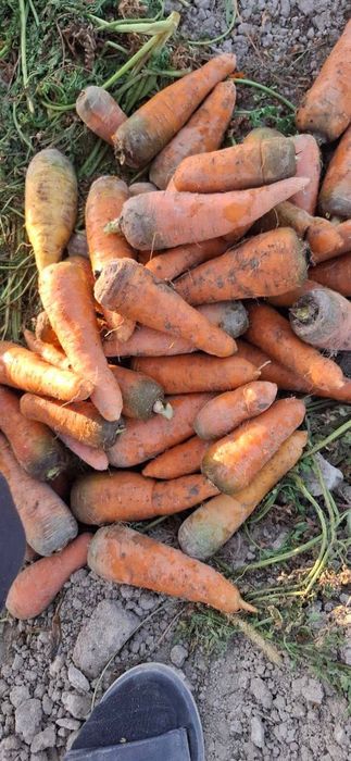 Озик овкат махсулотлари