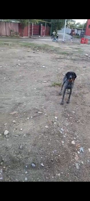 Потерял сабаку...