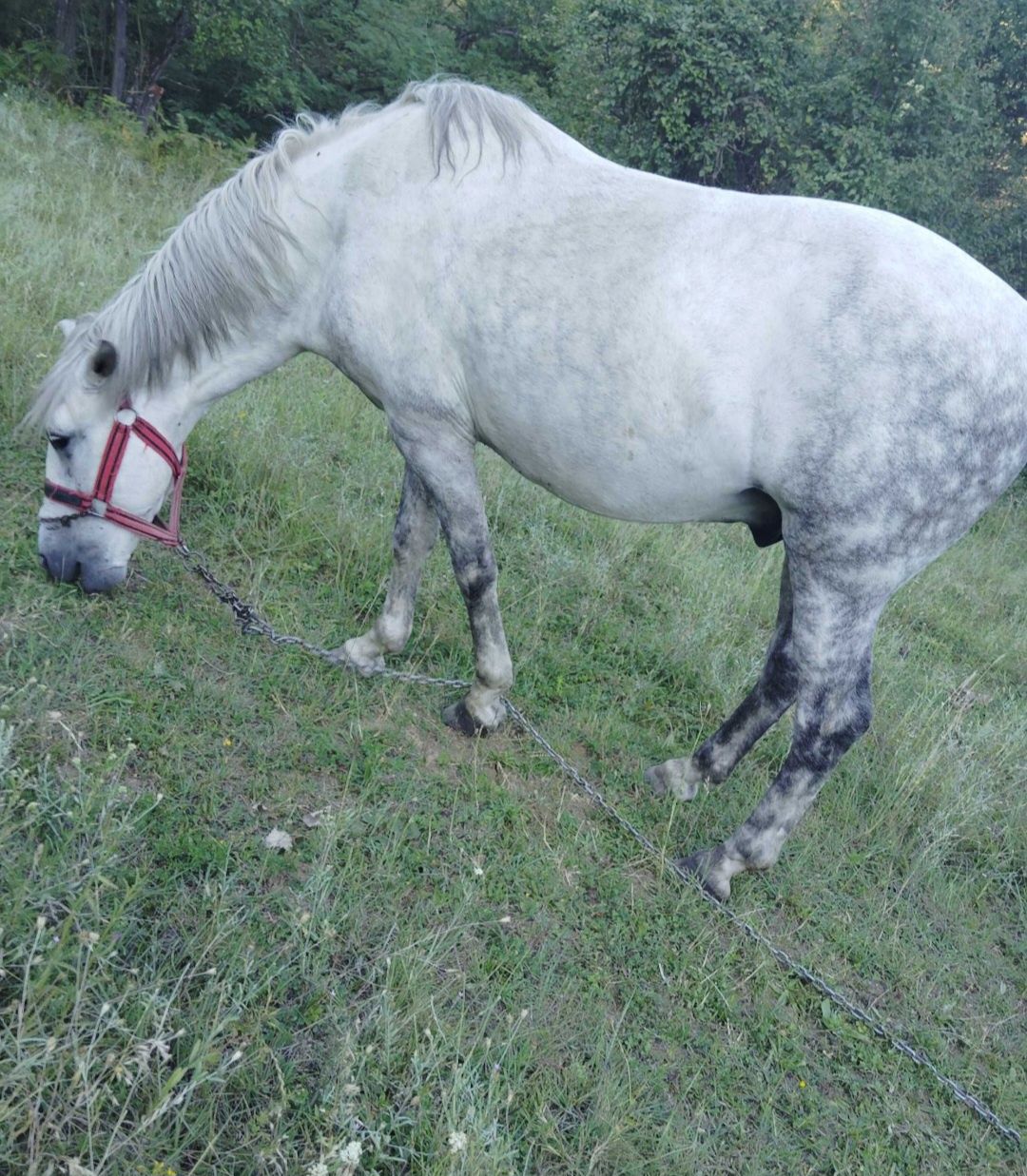 Vând cal bun de tracțiune
