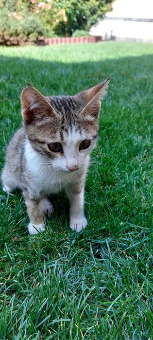 Котенок   бесплатно. Дружелюбный,  милый,  аккуратный.