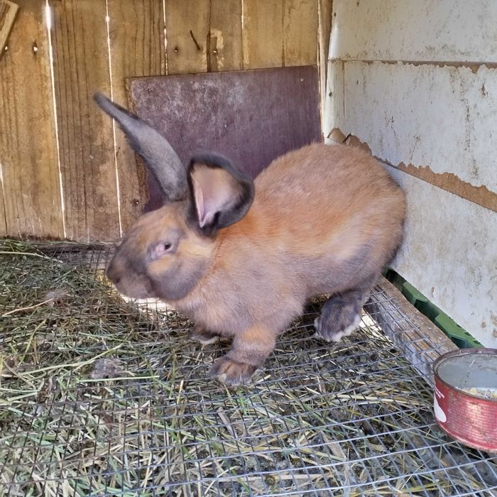 Зайци мъжки и женски на всякаква възраст