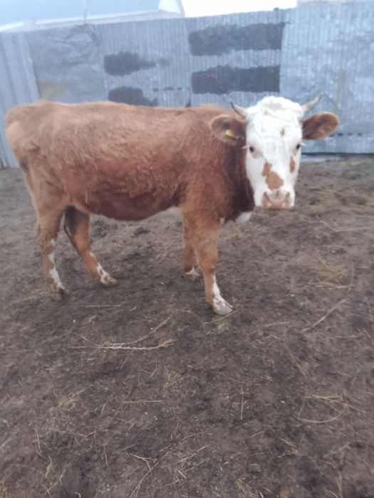 Продаётся срочно