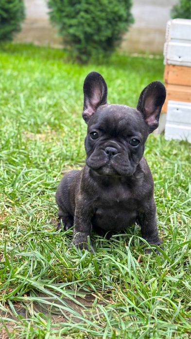 Bulldog Francez Brindle