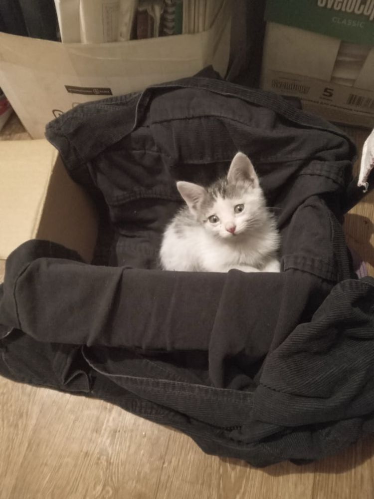 Милый котенок ищет дом