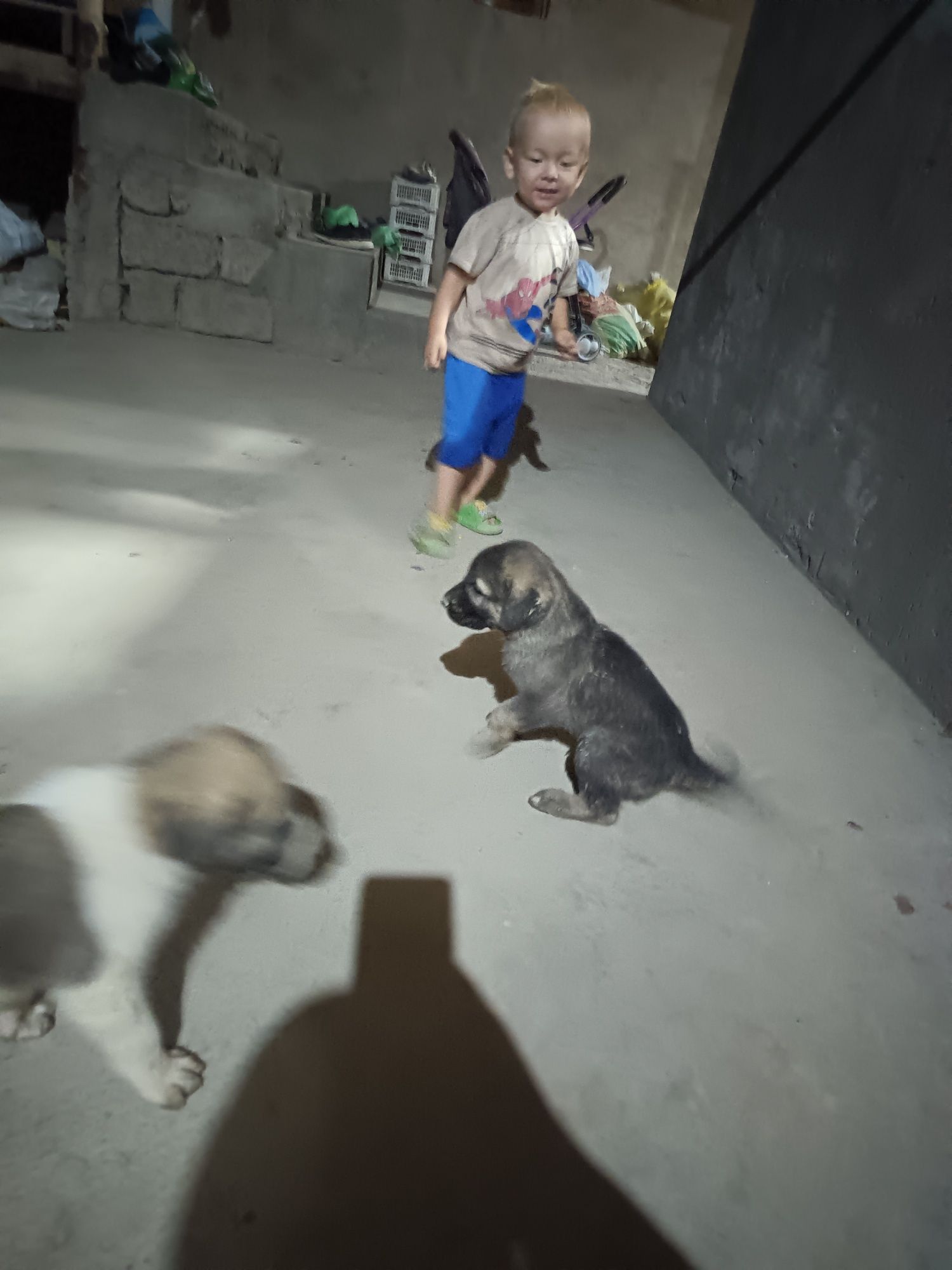 Alabay onasi otasi kangal kuchuk