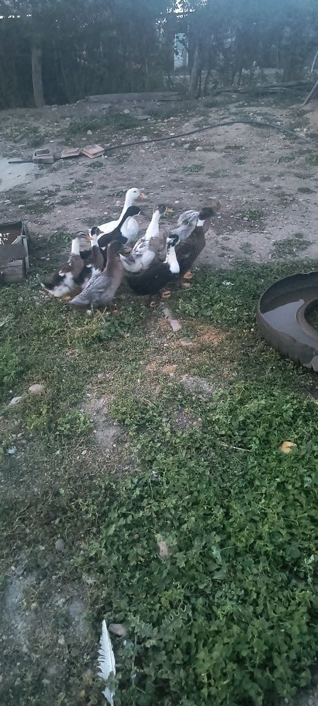 Vând 10 rățuște romînesti de 3 săptămâni 30lei buc